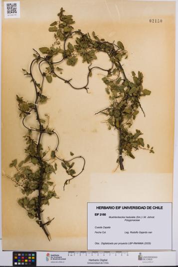 Muehlenbeckia hastulata [Espécimen: UCH:EIF:0002150]