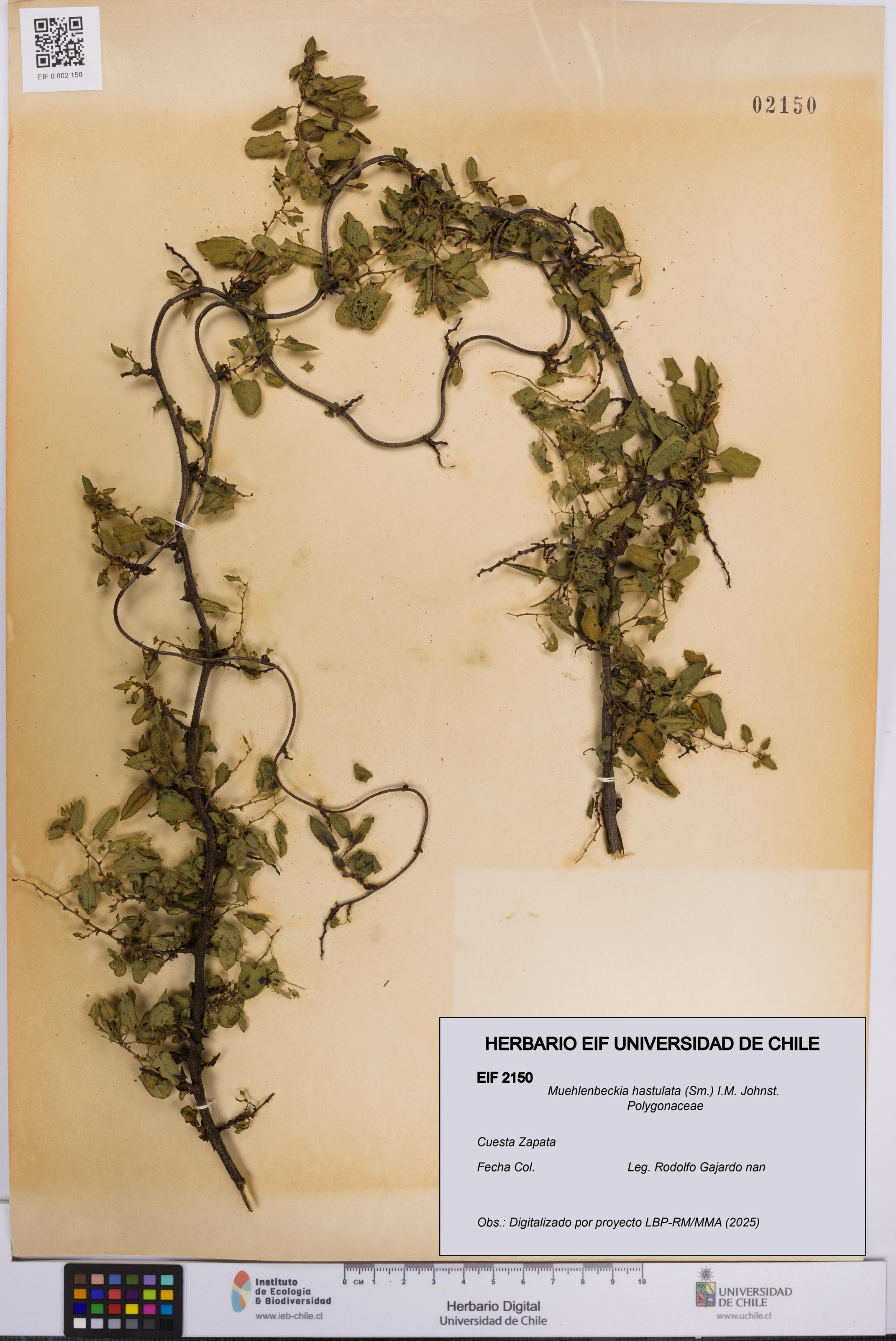 Muehlenbeckia hastulata [Espécimen: UCH:EIF:0002150]