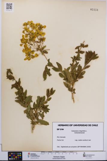 Calceolaria integrifolia [Espécimen: UCH:EIF:0002154]
