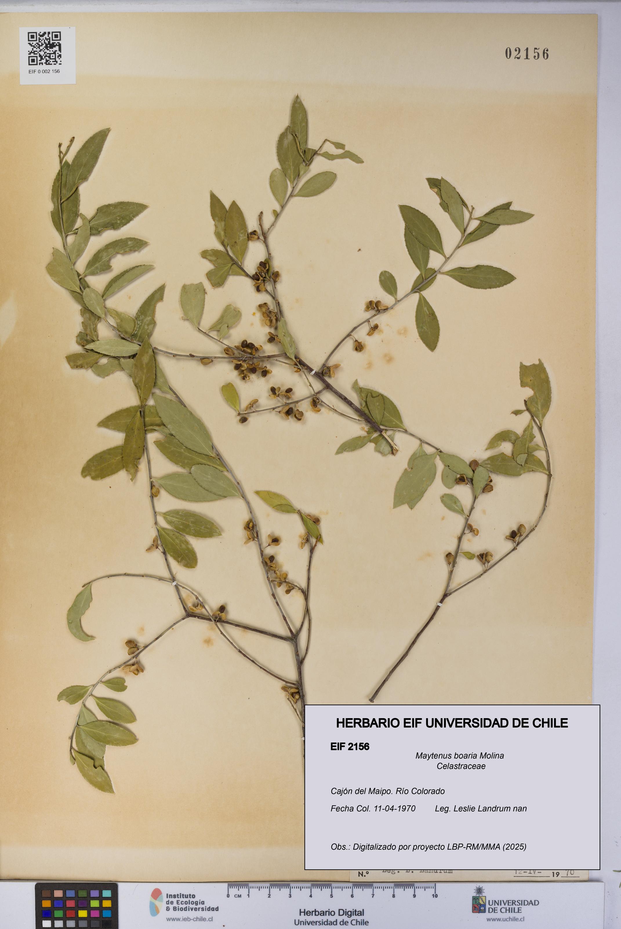 Maytenus boaria [Espécimen: UCH:EIF:0002156]