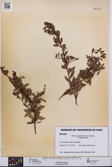 Schinus polygama [Espécimen: UCH:EIF:0002157]