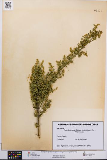 Retanilla trinervia [Espécimen: UCH:EIF:0002170]