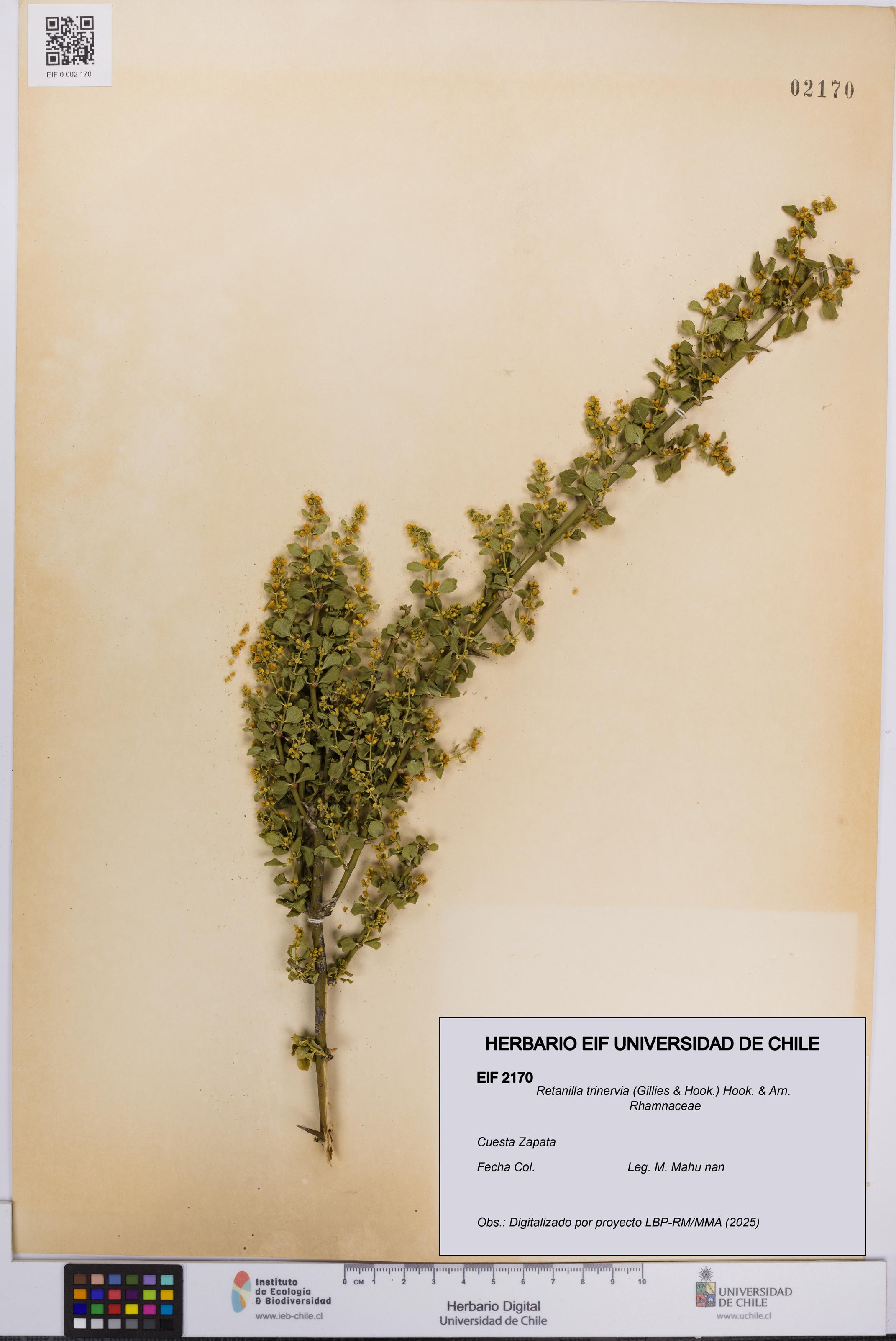 Retanilla trinervia [Espécimen: UCH:EIF:0002170]