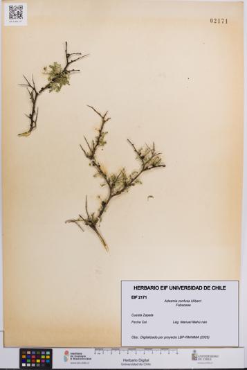 Adesmia confusa [Espécimen: UCH:EIF:0002171]