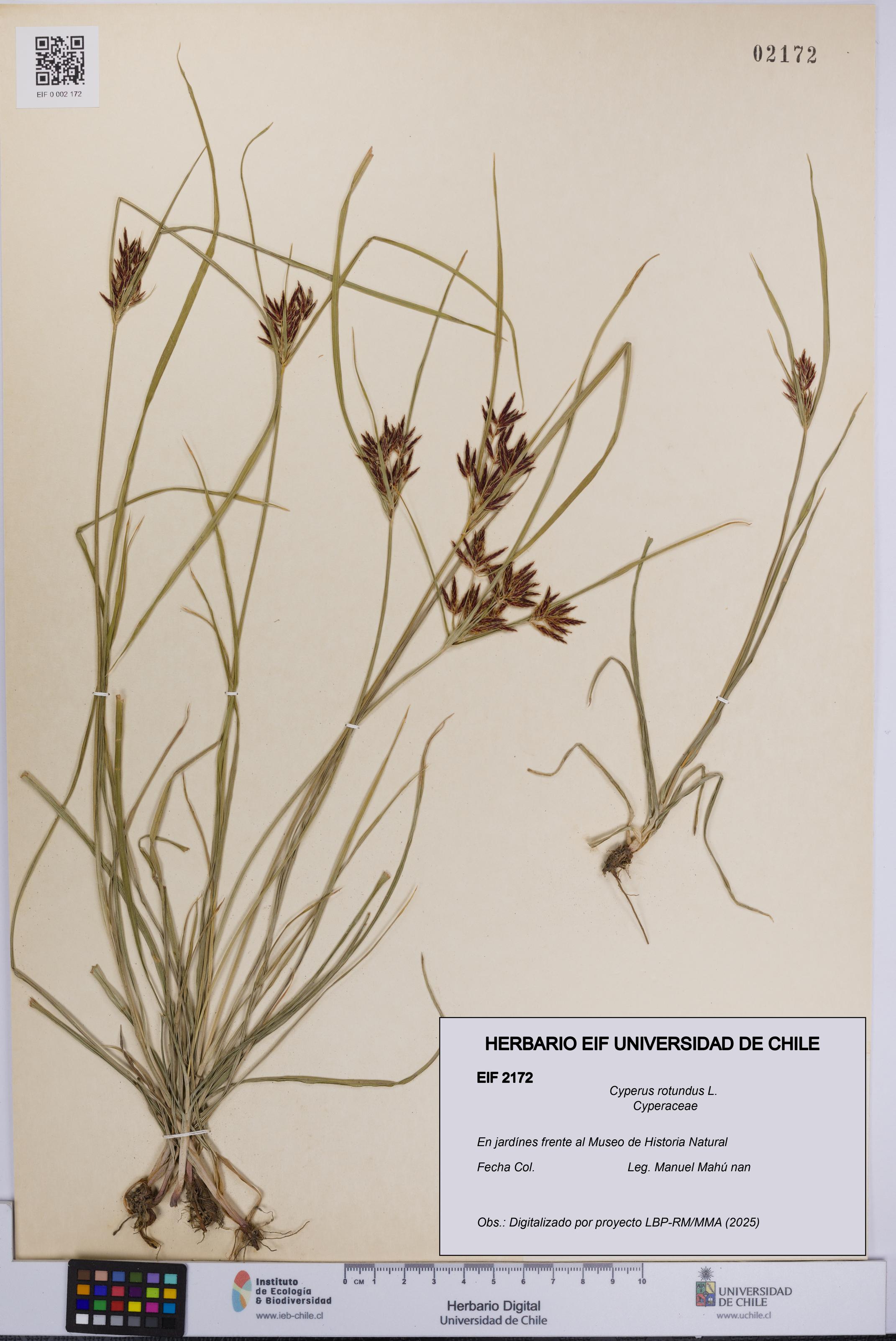 Cyperus rotundus [Espécimen: UCH:EIF:0002172]