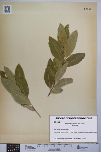 Kageneckia oblonga [Espécimen: UCH:EIF:0002185]