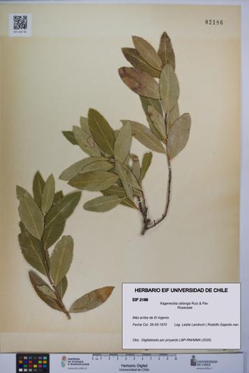 Kageneckia oblonga [Espécimen: UCH:EIF:0002186]