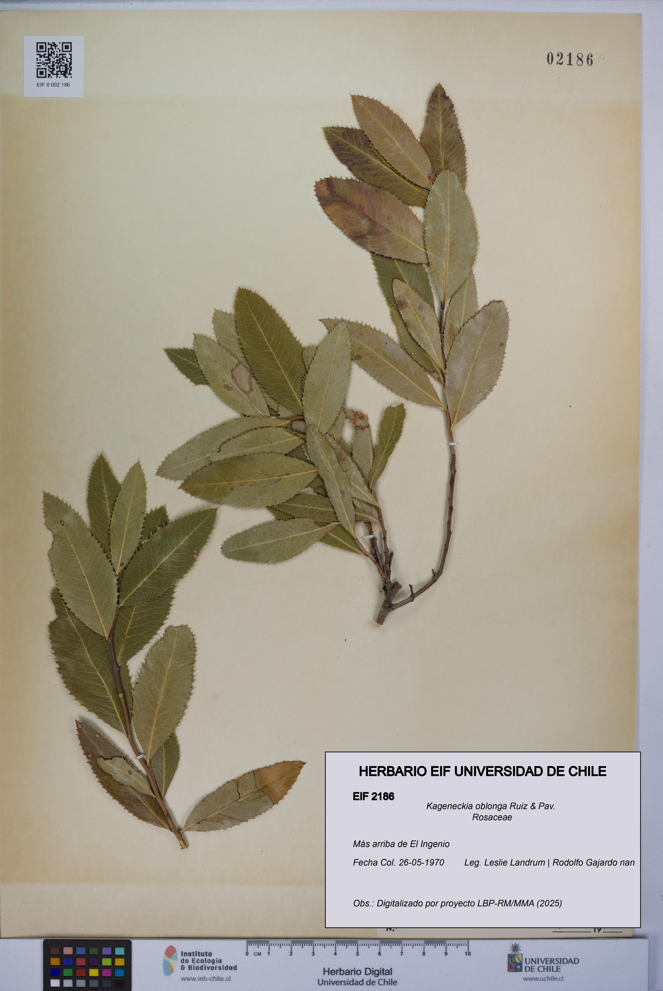 Kageneckia oblonga [Espécimen: UCH:EIF:0002186]