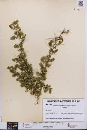 Vachellia caven [Espécimen: UCH:EIF:0002187]