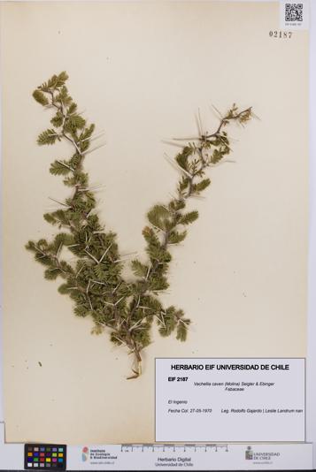 Vachellia caven [Espécimen: UCH:EIF:0002187]