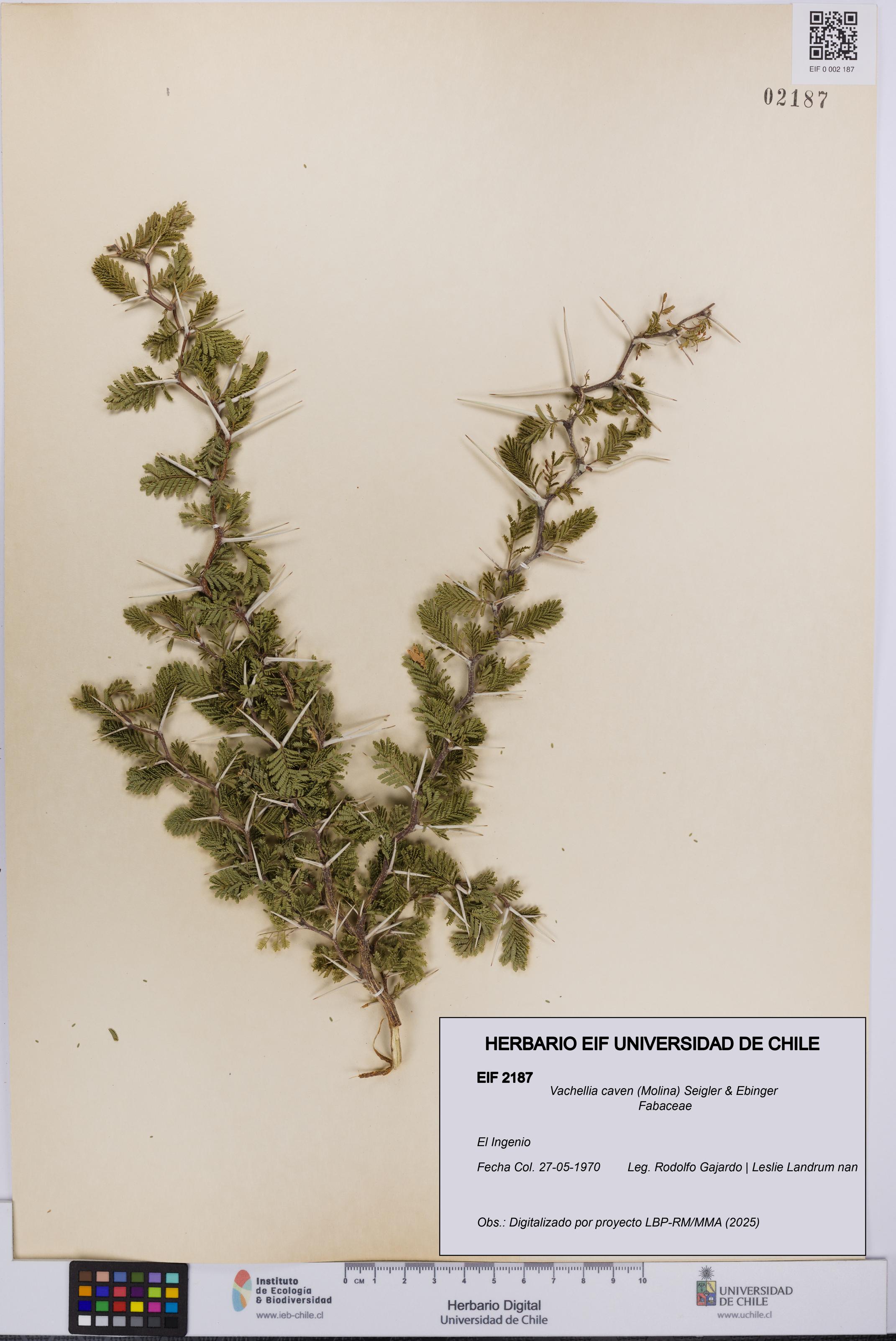 Vachellia caven [Espécimen: UCH:EIF:0002187]