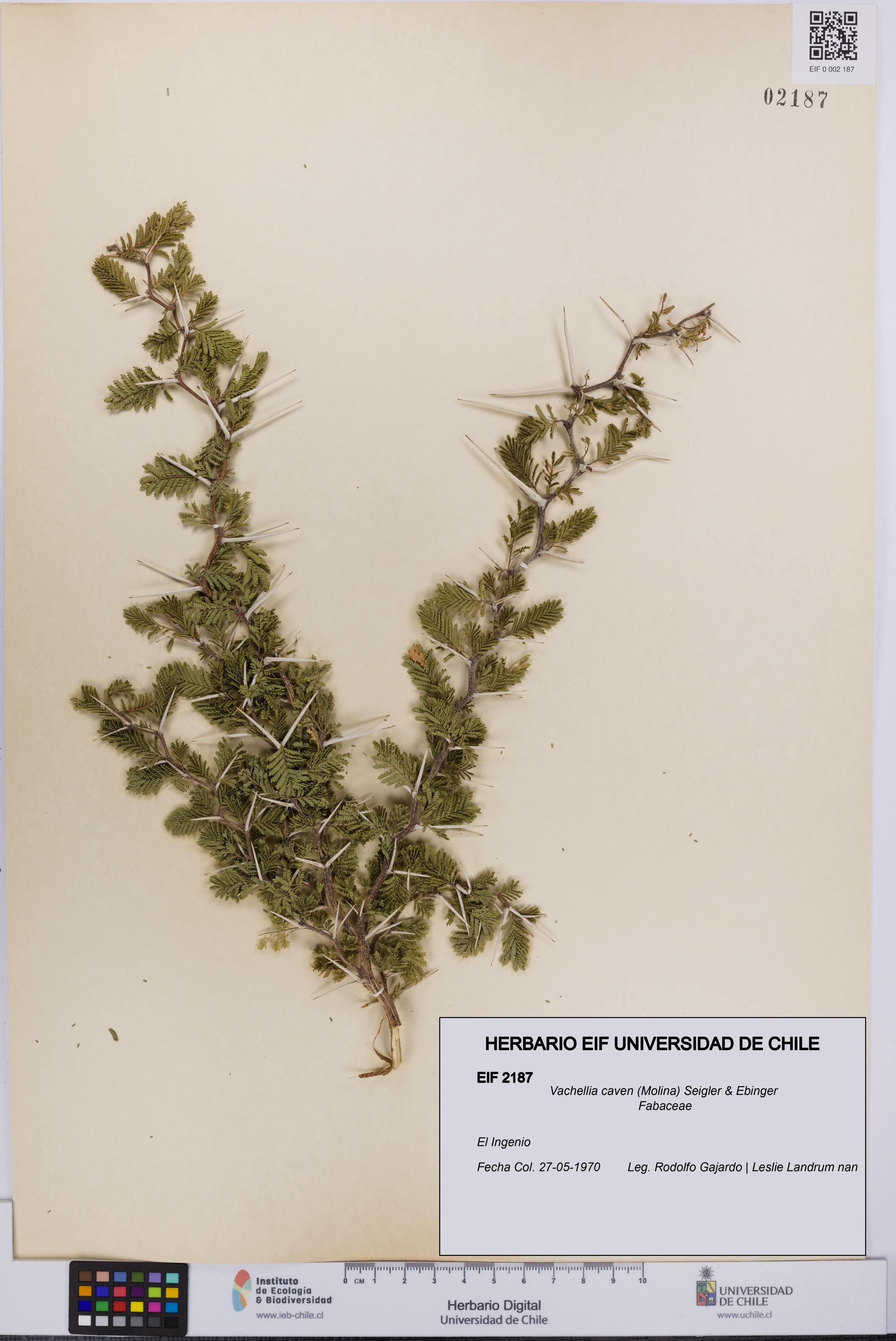 Vachellia caven [Espécimen: UCH:EIF:0002187]