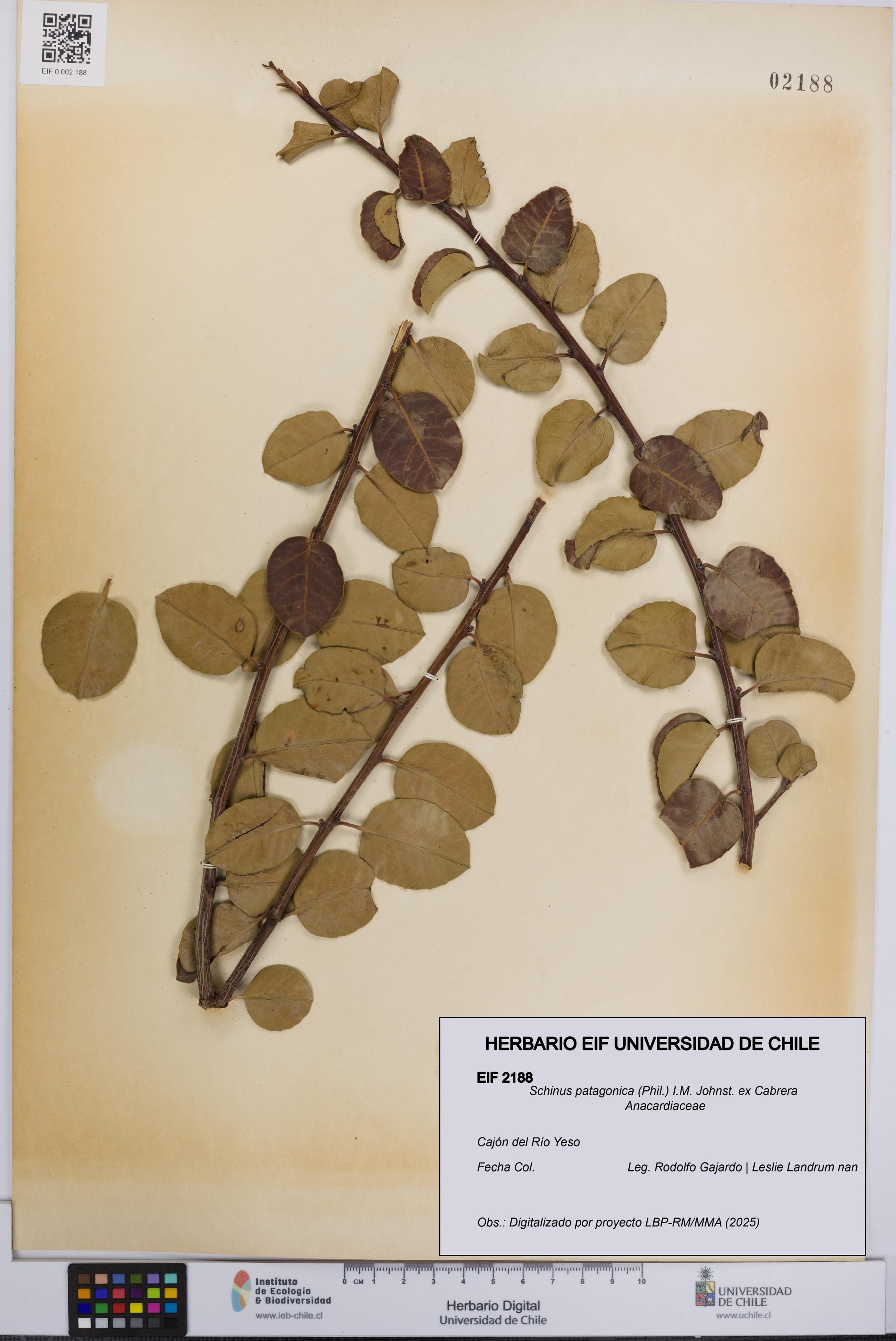 Schinus patagonica [Espécimen: UCH:EIF:0002188]