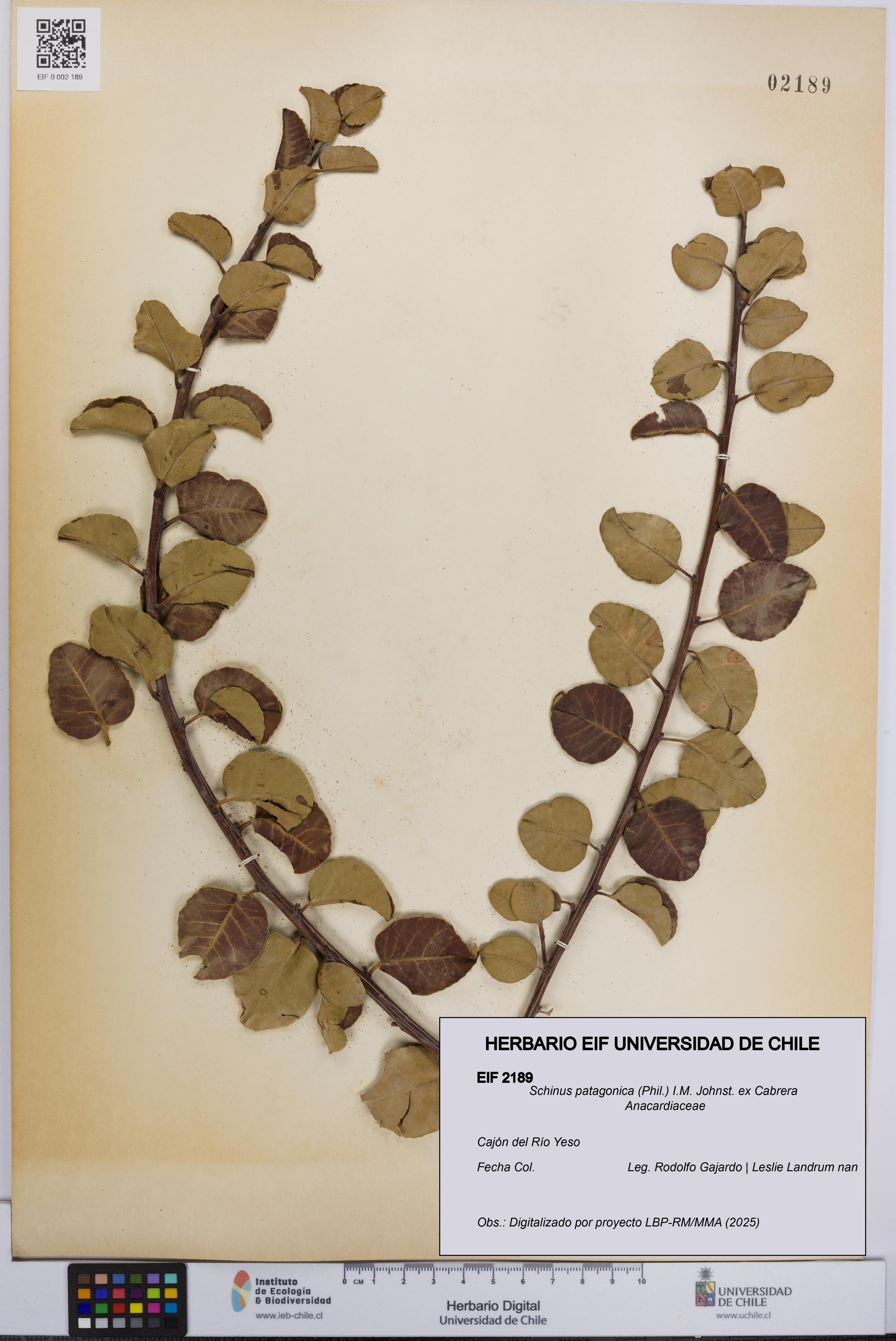 Schinus patagonica [Espécimen: UCH:EIF:0002189]