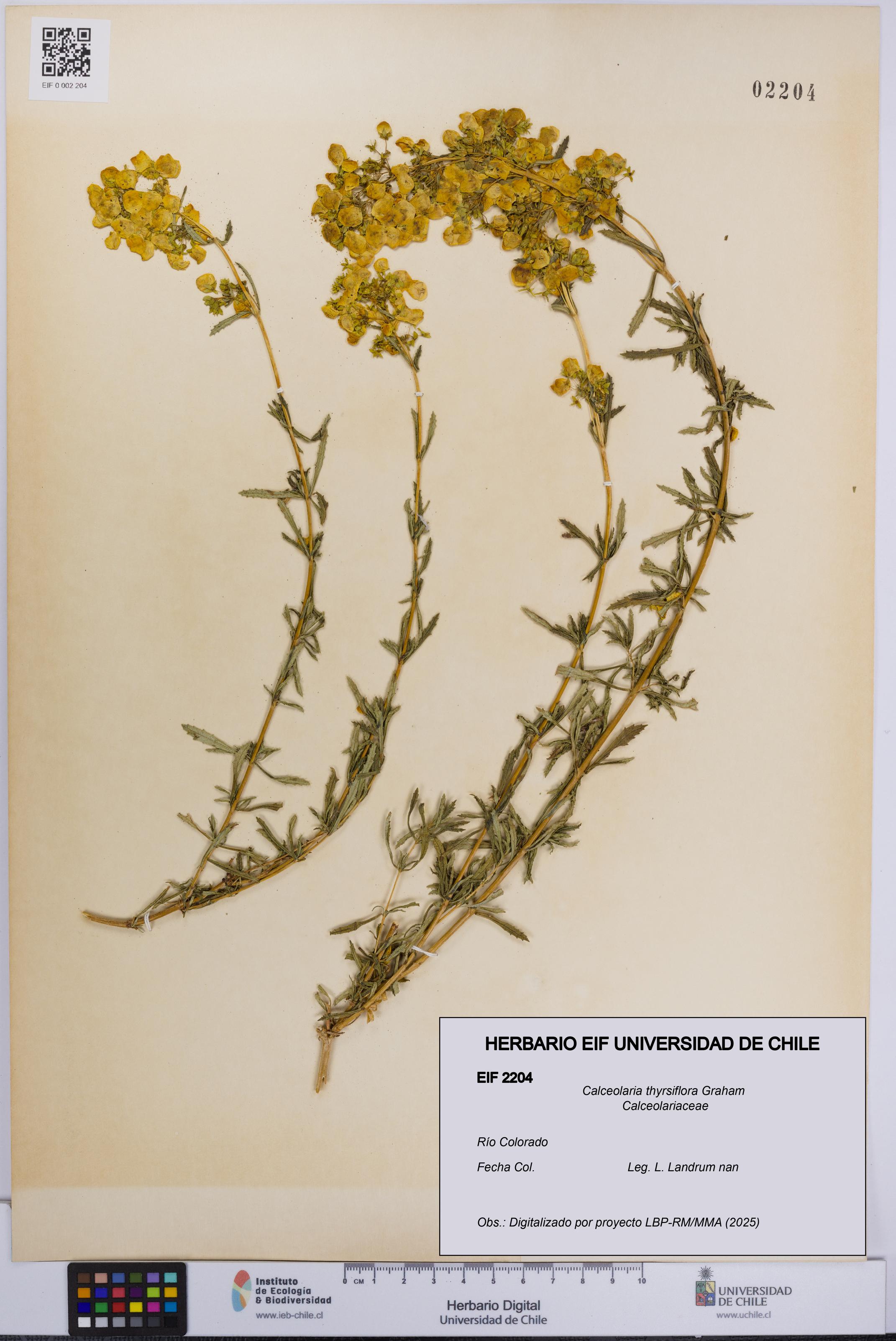 Calceolaria thyrsiflora [Espécimen: UCH:EIF:0002204]