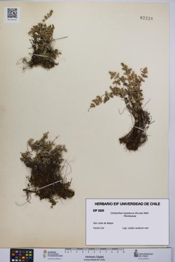 Cheilanthes hypoleuca [Espécimen: UCH:EIF:0002220]