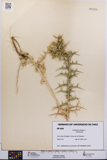 Carthamus lanatus [Espécimen: UCH:EIF:0002222]