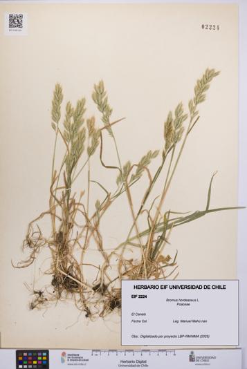 Bromus hordeaceus [Espécimen: UCH:EIF:0002224]