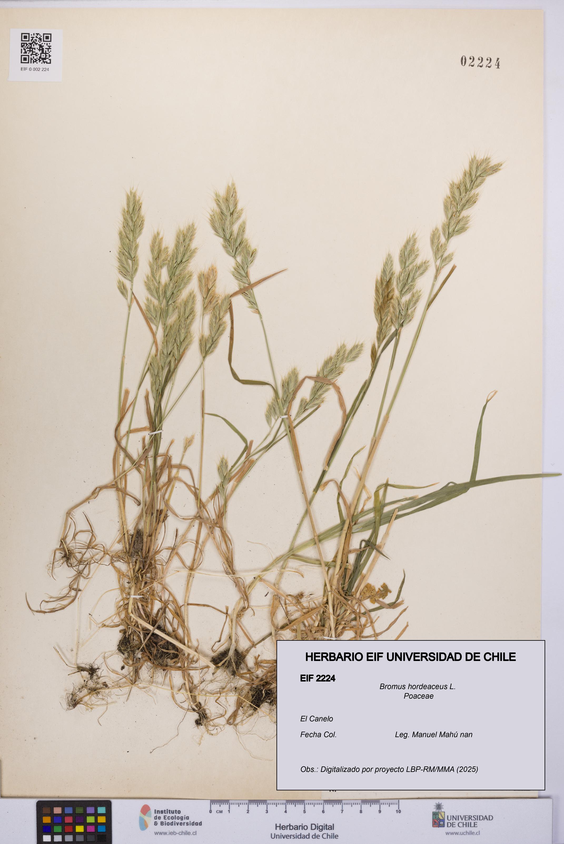 Bromus hordeaceus [Espécimen: UCH:EIF:0002224]