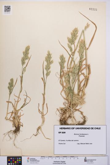 Bromus hordeaceus [Espécimen: UCH:EIF:0002225]