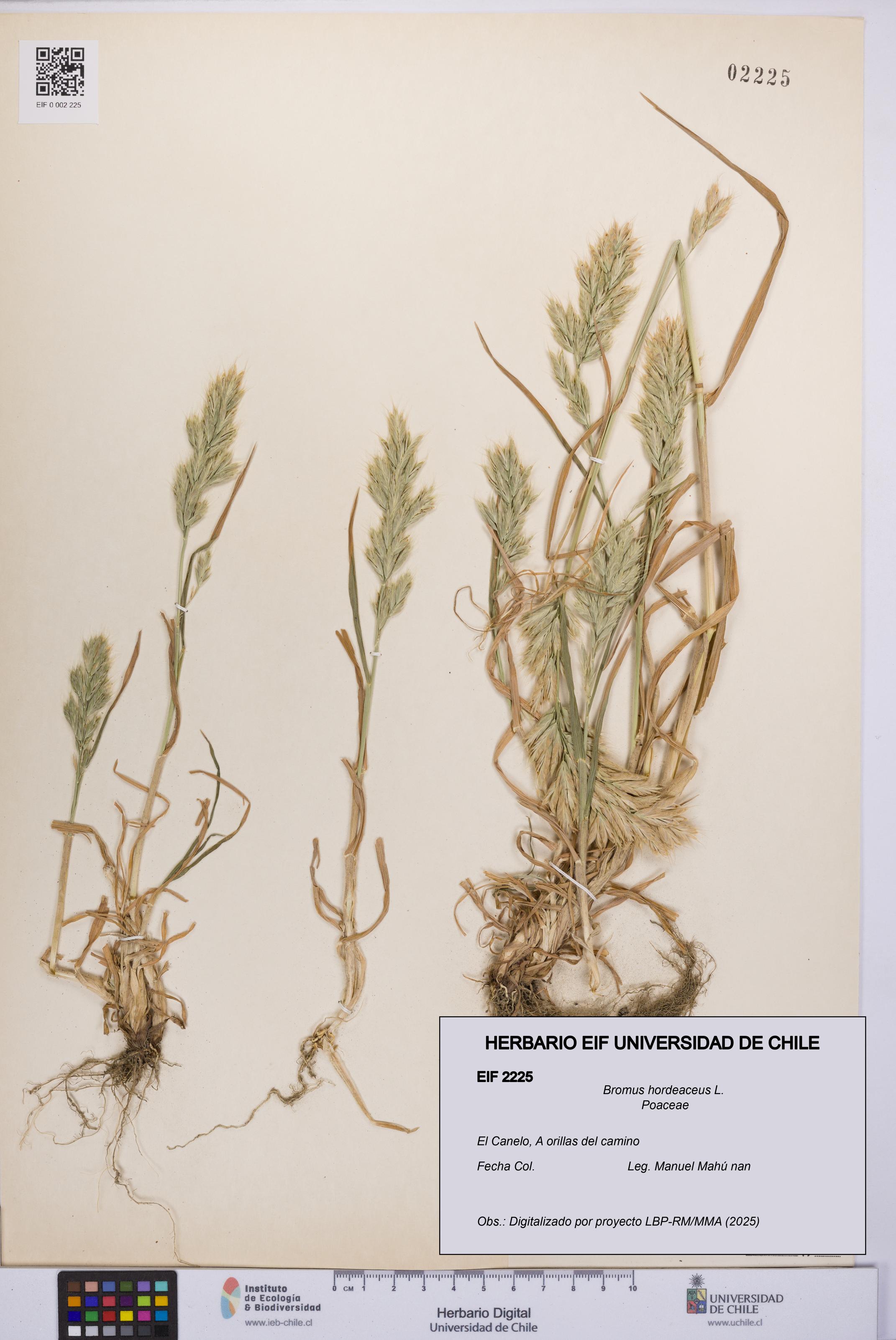 Bromus hordeaceus [Espécimen: UCH:EIF:0002225]