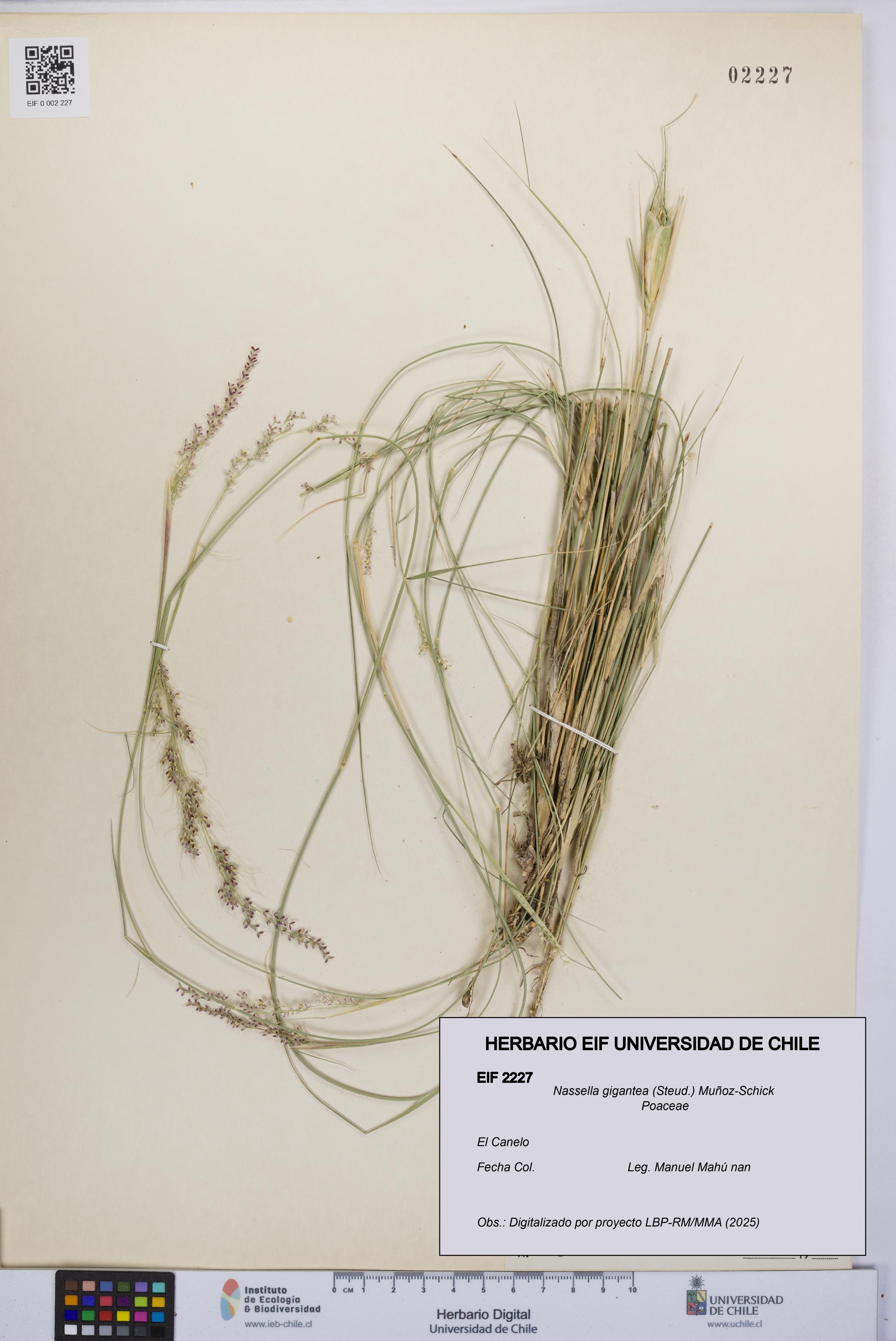 Nassella gigantea [Espécimen: UCH:EIF:0002227]