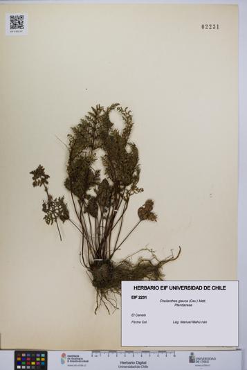 Cheilanthes glauca [Espécimen: UCH:EIF:0002231]