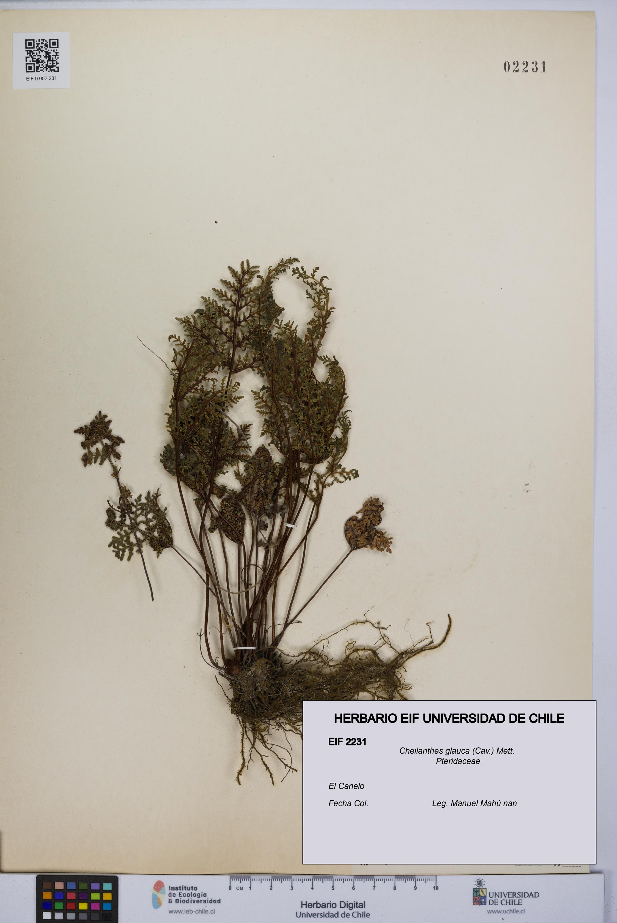 Cheilanthes glauca [Espécimen: UCH:EIF:0002231]