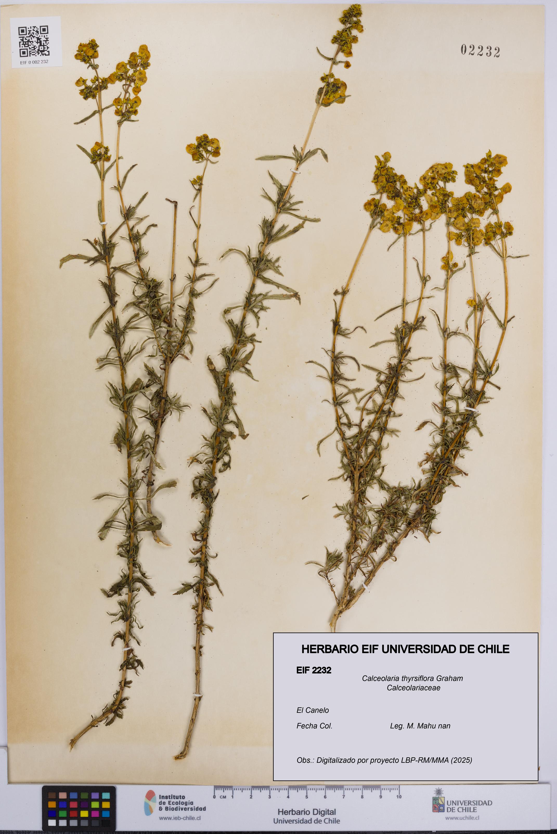 Calceolaria thyrsiflora [Espécimen: UCH:EIF:0002232]