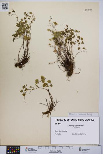 Adiantum chilense [Espécimen: UCH:EIF:0002233]