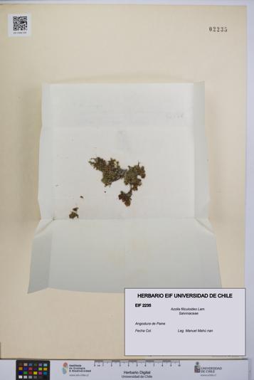 Azolla filiculoides [Espécimen: UCH:EIF:0002235]