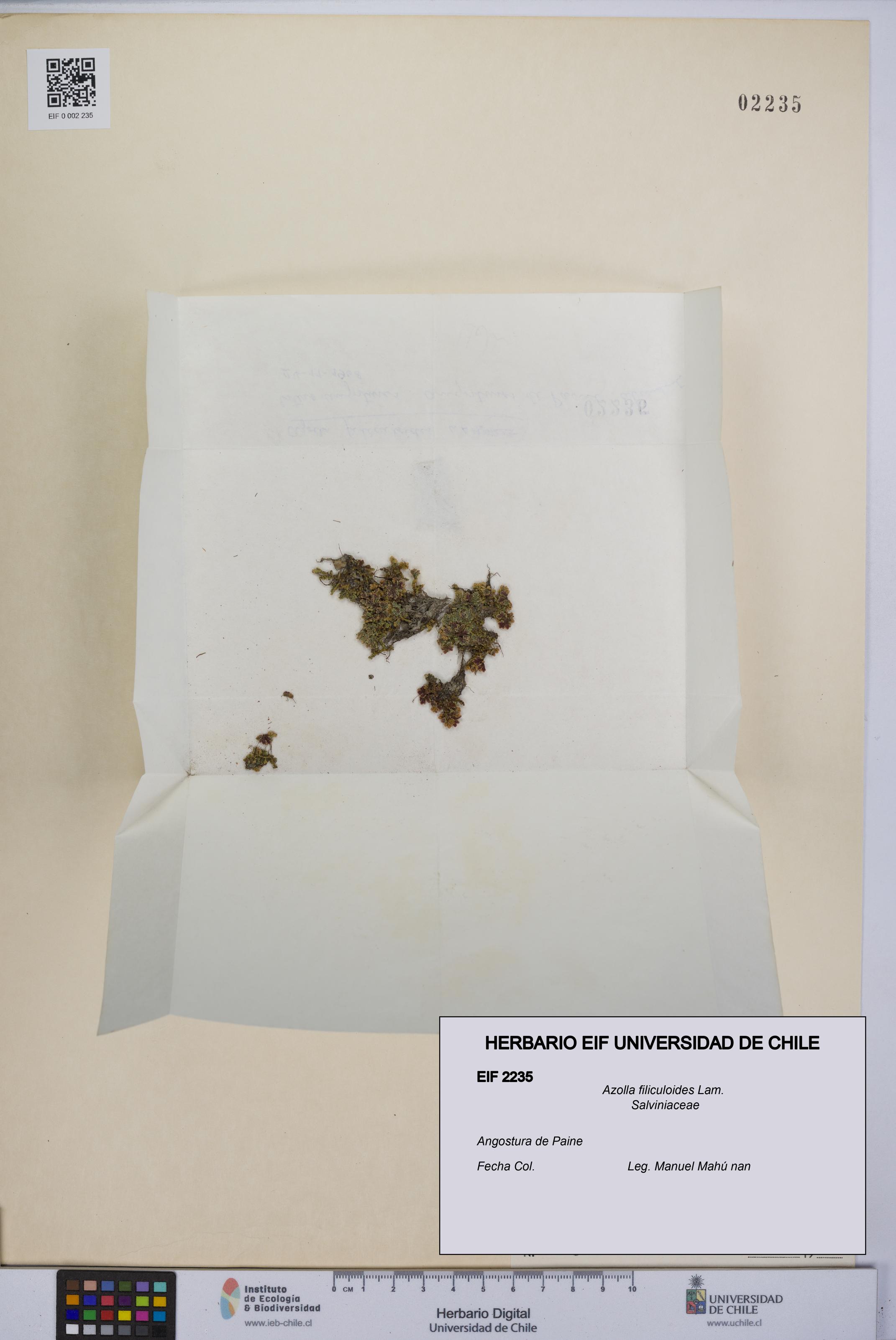 Azolla filiculoides [Espécimen: UCH:EIF:0002235]