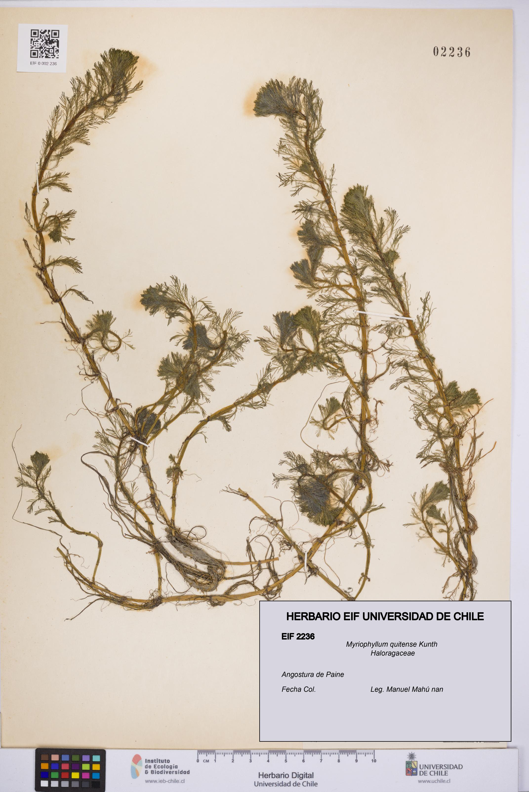 Myriophyllum quitense [Espécimen: UCH:EIF:0002236]