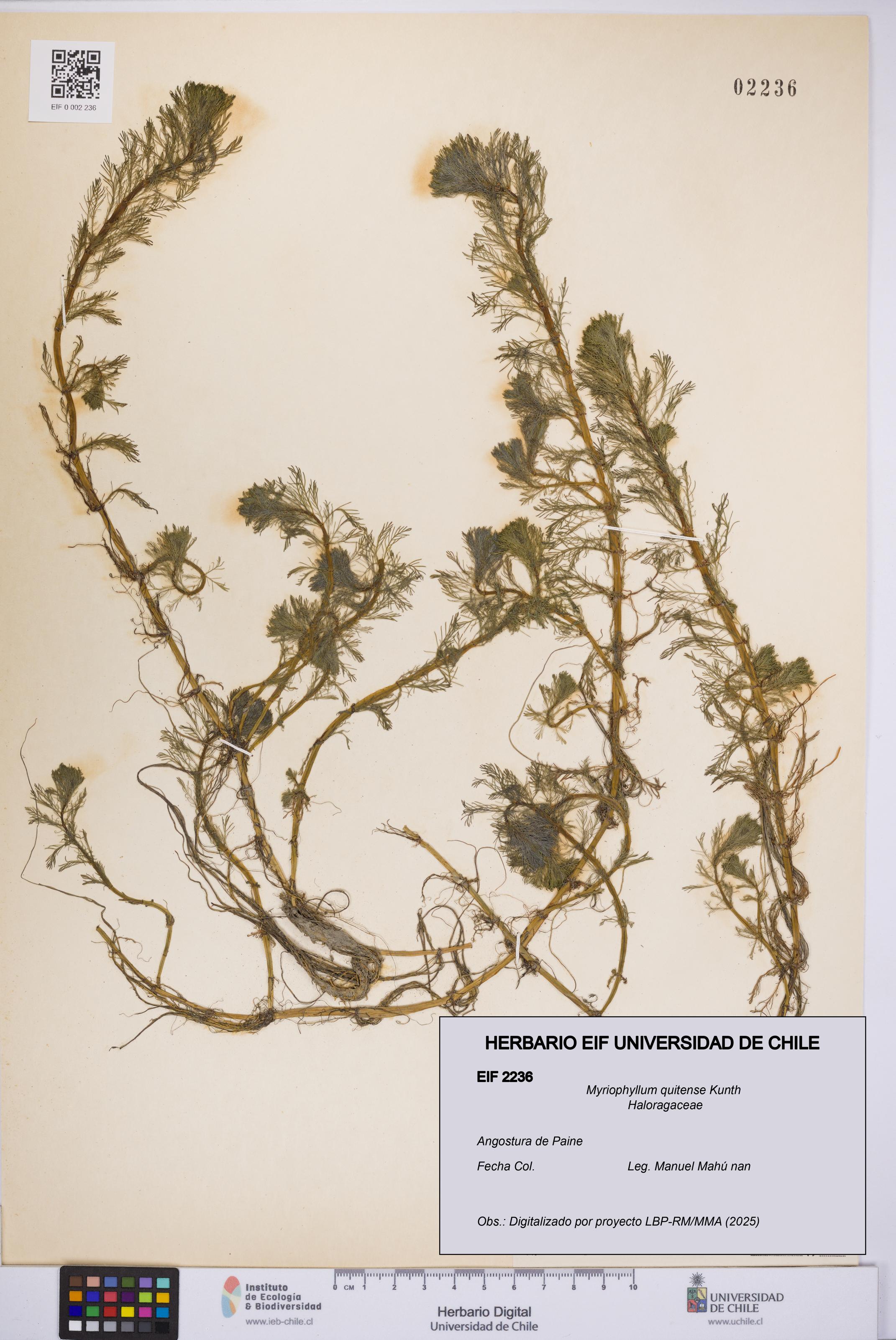 Myriophyllum quitense [Espécimen: UCH:EIF:0002236]