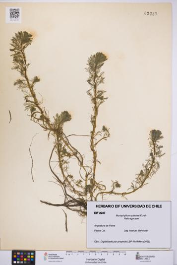Myriophyllum quitense [Espécimen: UCH:EIF:0002237]