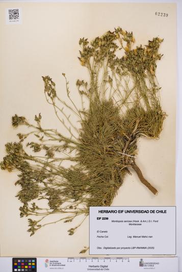 Montiopsis sericea [Espécimen: UCH:EIF:0002239]