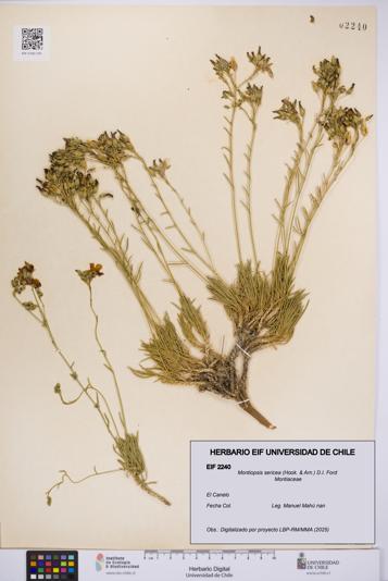Montiopsis sericea [Espécimen: UCH:EIF:0002240]