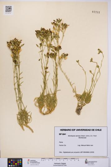 Montiopsis sericea [Espécimen: UCH:EIF:0002241]