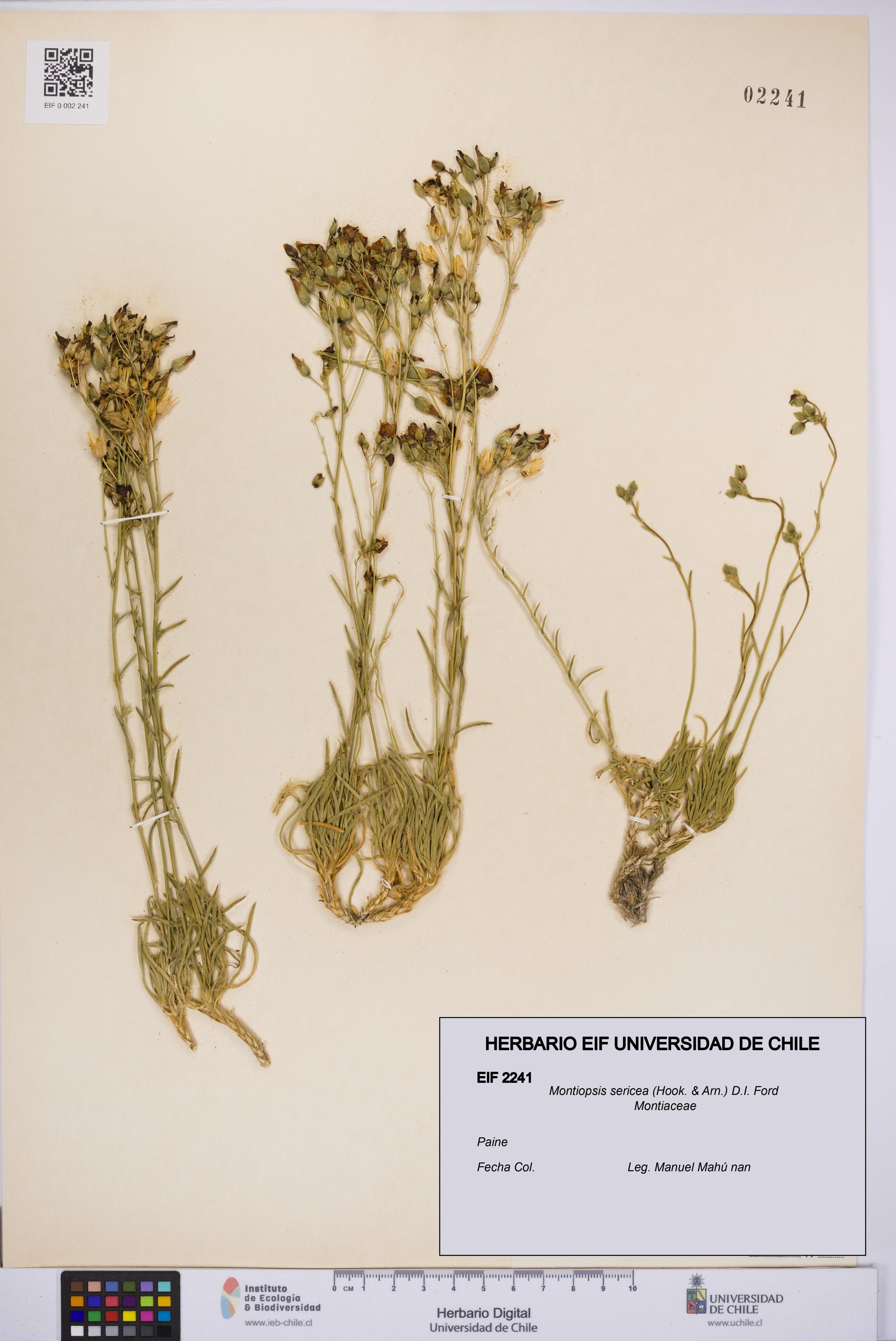 Montiopsis sericea [Espécimen: UCH:EIF:0002241]