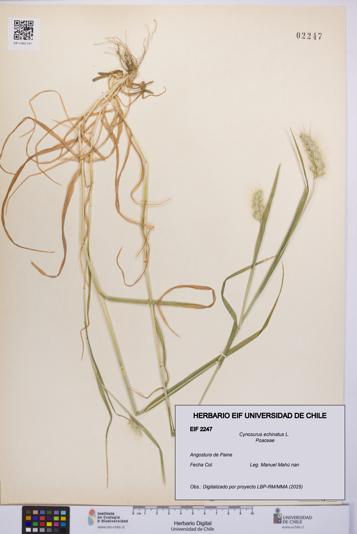 Cynosurus echinatus [Espécimen: UCH:EIF:0002247]