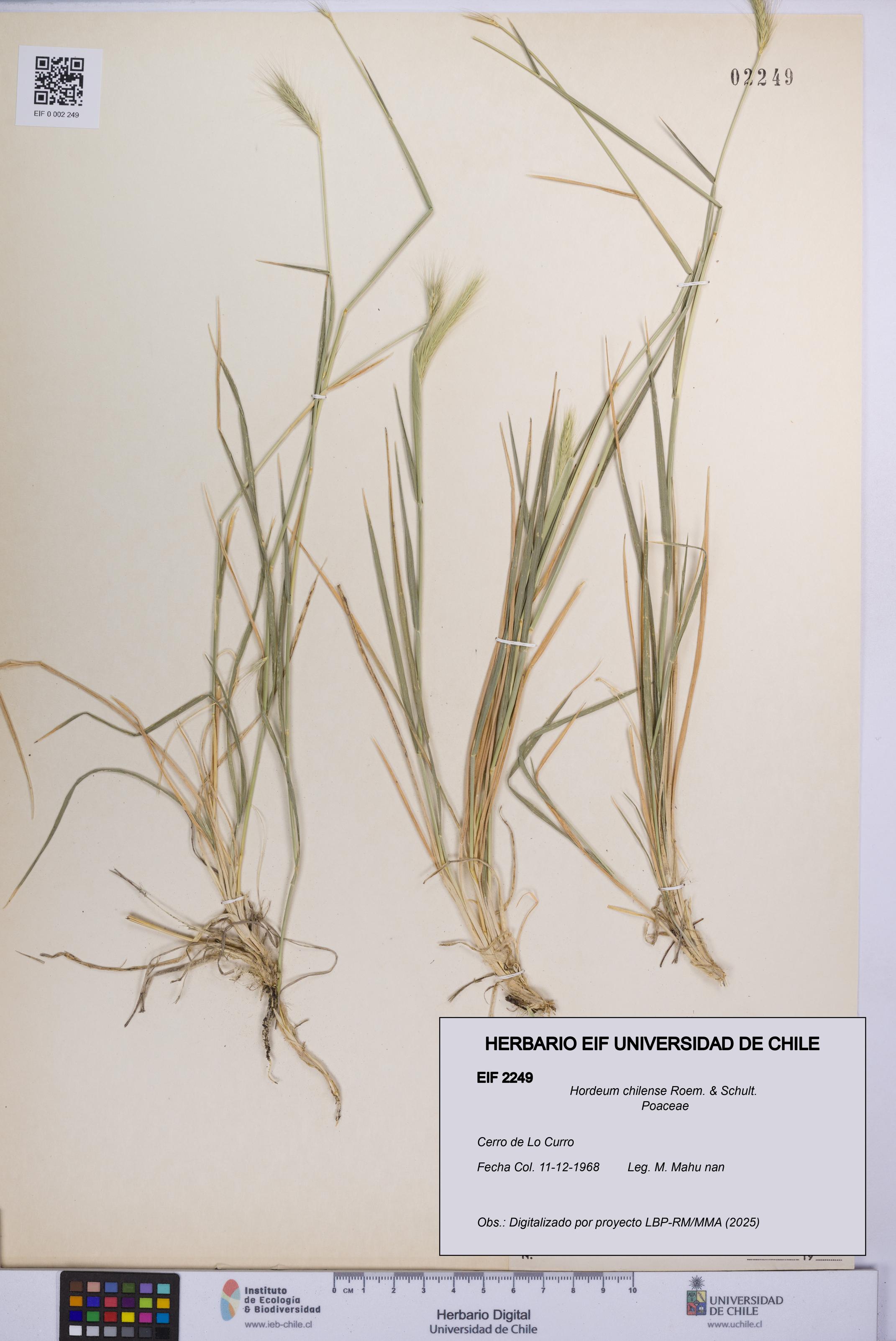 Hordeum chilense [Espécimen: UCH:EIF:0002249]