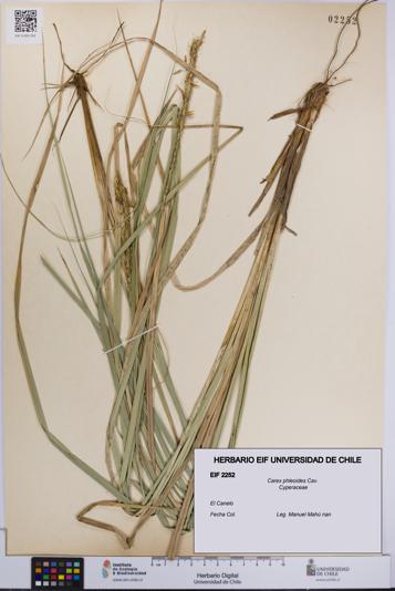 Carex phleoides [Espécimen: UCH:EIF:0002252]
