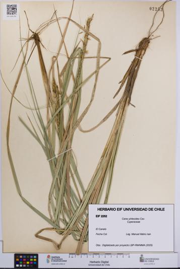 Carex phleoides [Espécimen: UCH:EIF:0002252]