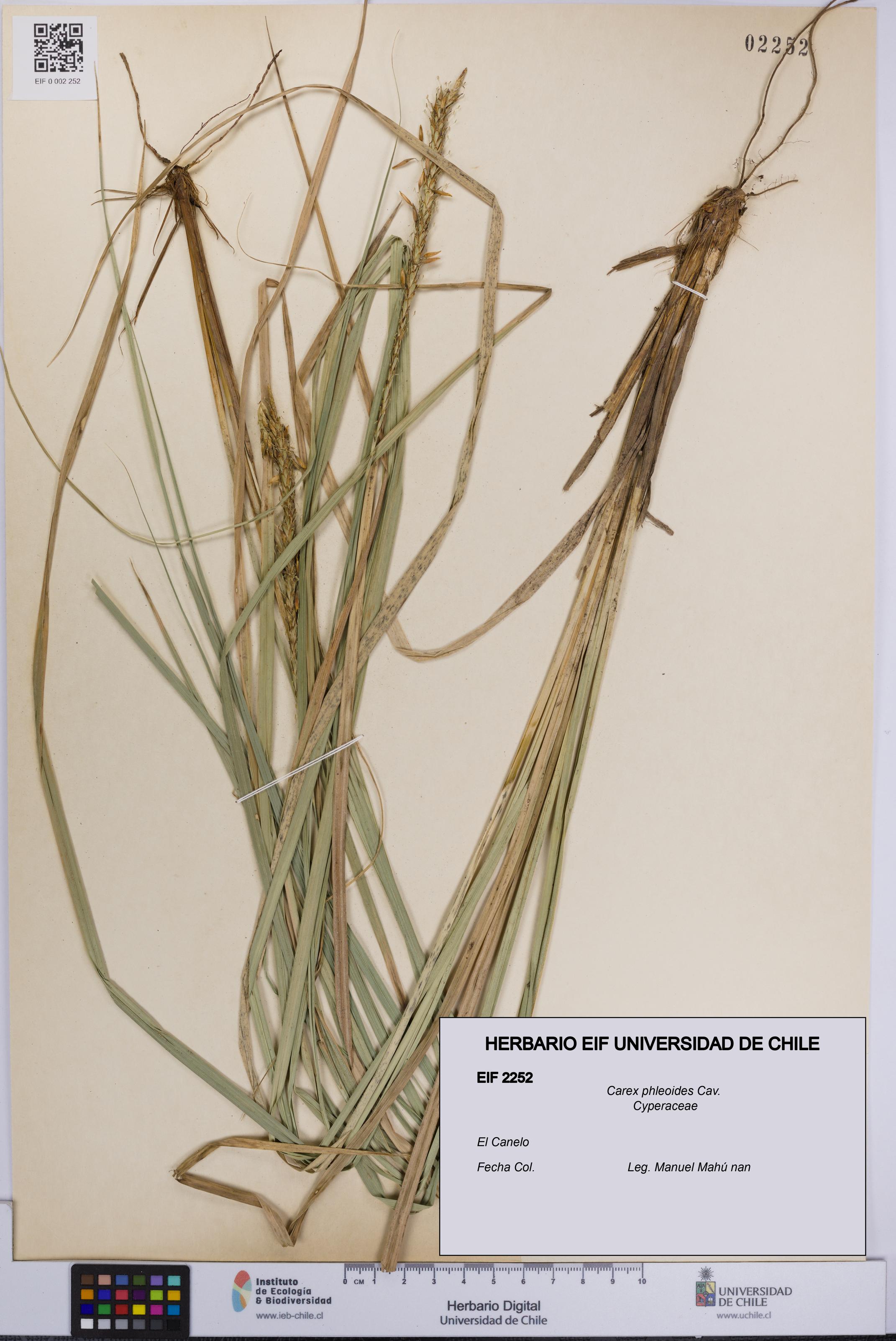 Carex phleoides [Espécimen: UCH:EIF:0002252]