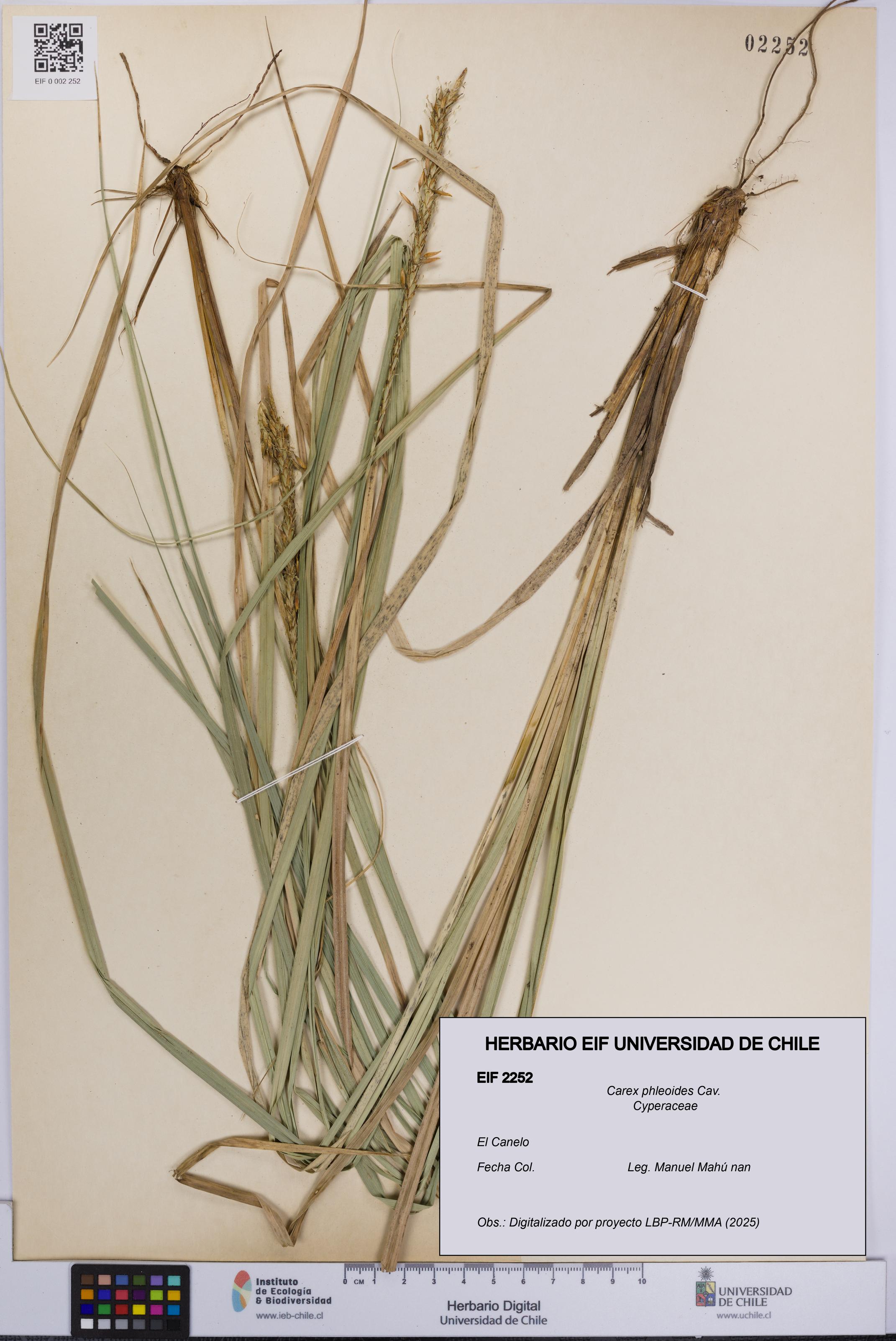 Carex phleoides [Espécimen: UCH:EIF:0002252]