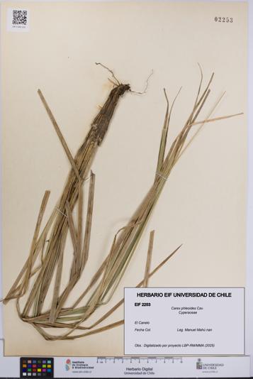 Carex phleoides [Espécimen: UCH:EIF:0002253]