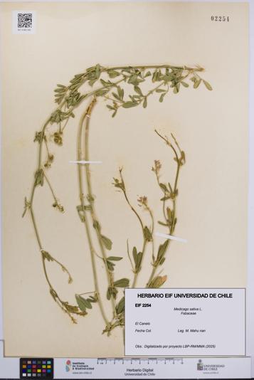 Medicago sativa [Espécimen: UCH:EIF:0002254]