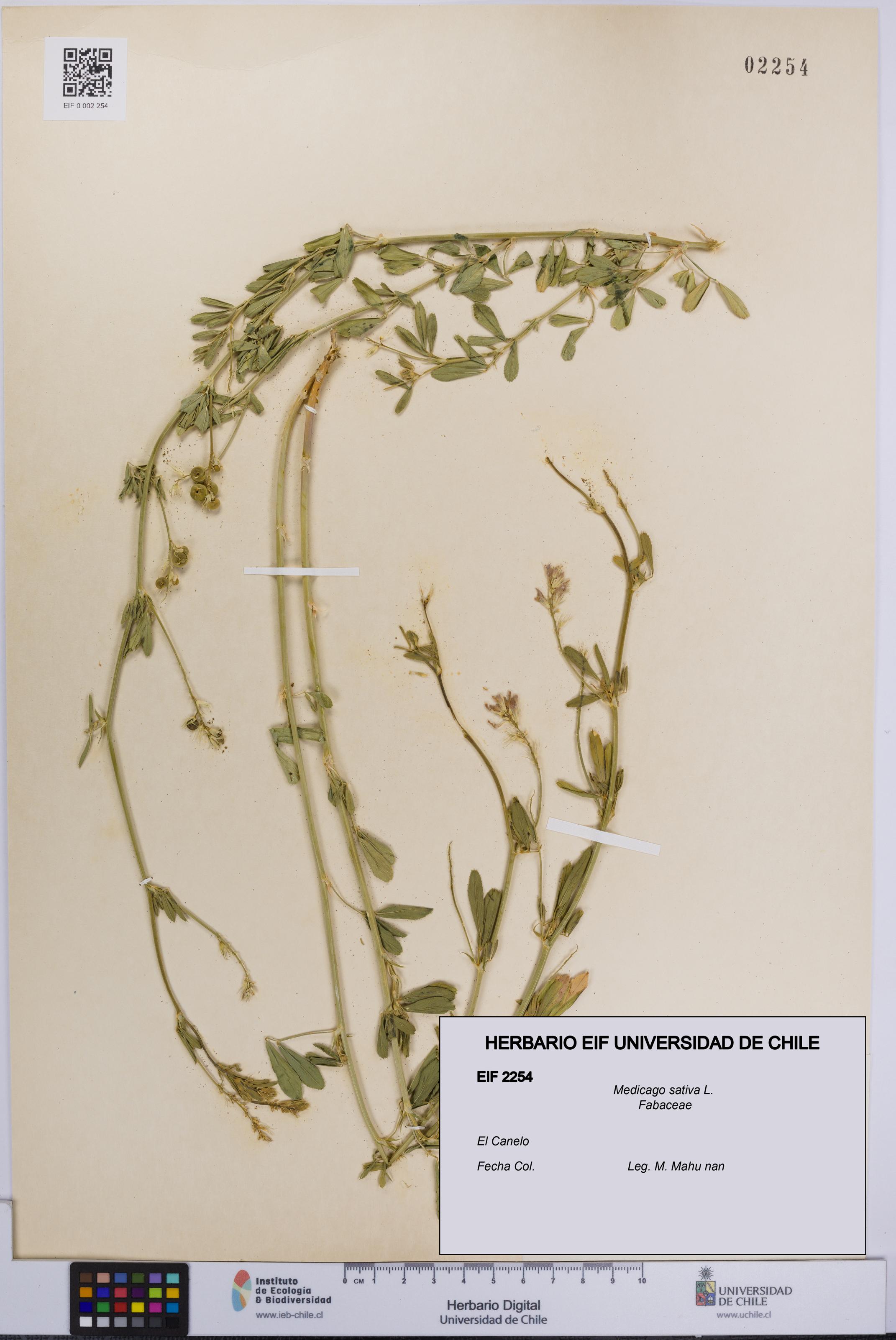 Medicago sativa [Espécimen: UCH:EIF:0002254]
