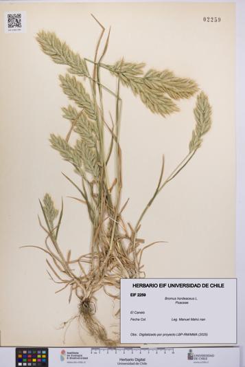 Bromus hordeaceus [Espécimen: UCH:EIF:0002259]