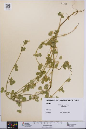 Medicago lupulina [Espécimen: UCH:EIF:0002263]